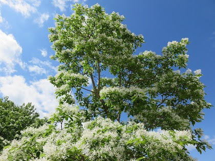 妙な名前の木に白い花が咲いたよ ヒトツバタゴ ナンジャモンジャ この花の名前なんていうの