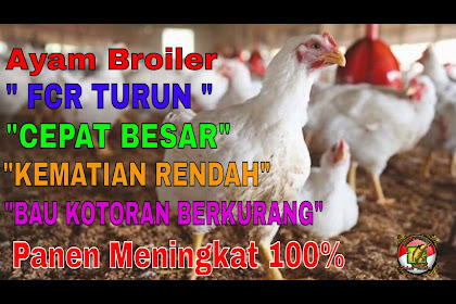 cara ternak ayam biar tidak bau
