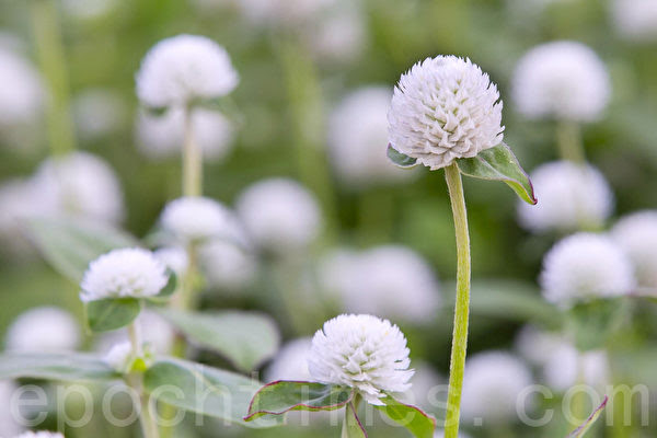 組圖 韓國京畿道揚州百合公園千日紅慶典
