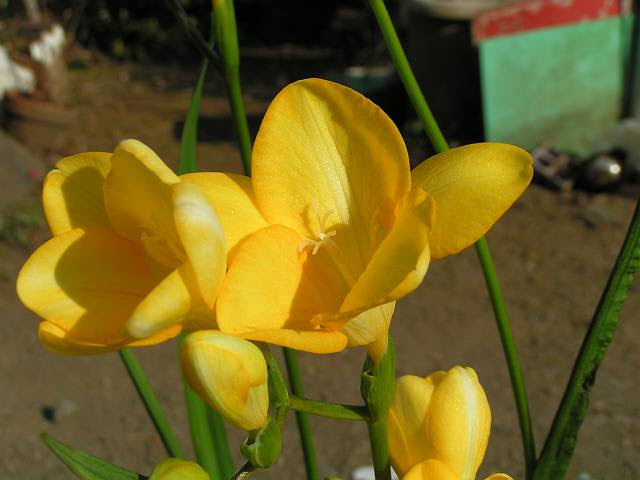フリージア 花言葉