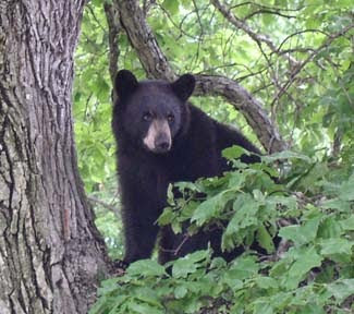 Bear incident forces closure of Twin Creeks Trail and Noah Bud Ogle Cabin