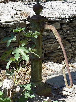 figuier et pompe à eau.jpg