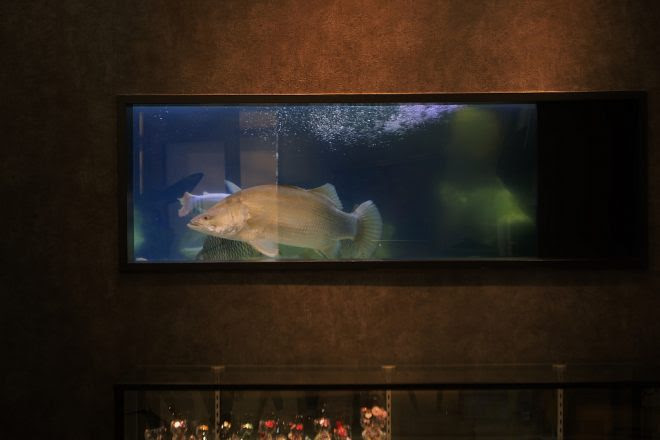 ユーザー訪問 院長自慢の大型魚を見れば痛いの痛いの飛んで行く 歯科医 松本義之さんのアクア大作戦 奈良県天理市 せんざい歯科クリニック キワメテ 水族館