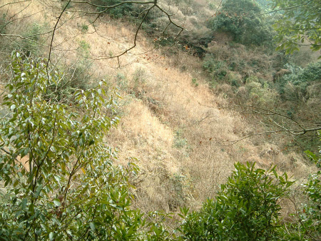 廃線隧道 ｂｌｏｇ版 奥道後ロープウェイと錦晴殿跡