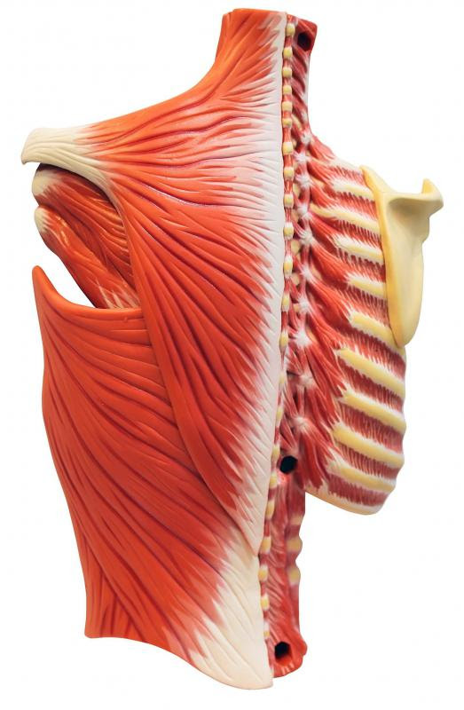 What are Intercostal Muscles? (with pictures)