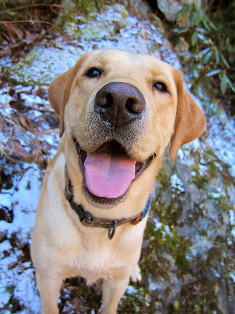 snow pouncey