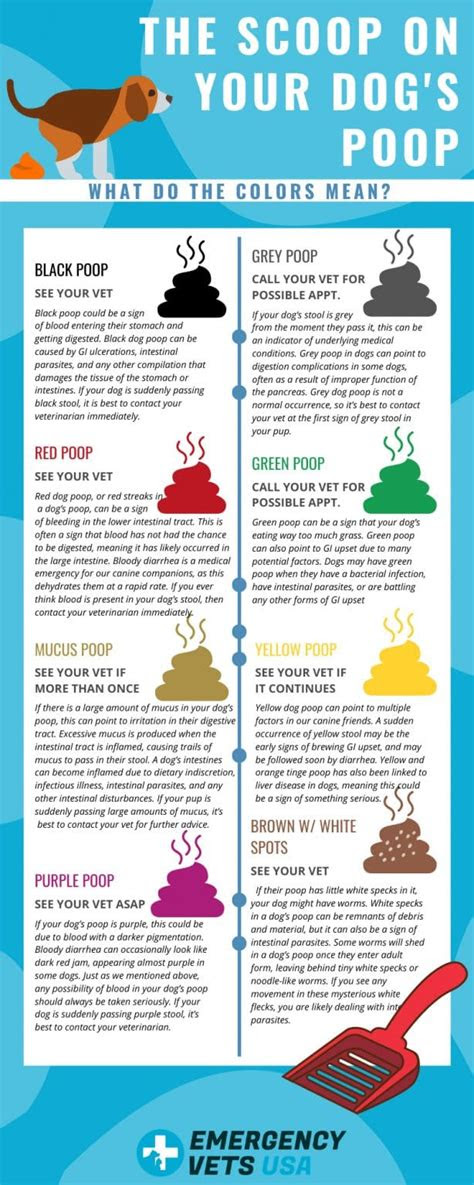  dog poop color chart find out what each color means