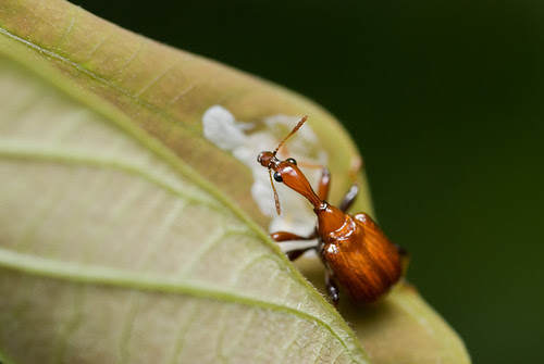 female giraffe weevil inspecting Bridelia tomentosa host plant before building nest and laying egg DSC_5945 web