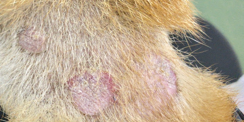 よこた動物診療室 柴犬の皮膚科