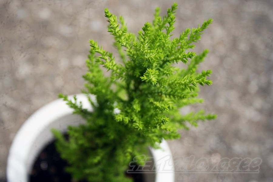 ゴールドクレストの管理 育て方や増やし方 失敗しないコツをご紹介 Oyageeの植物観察日記