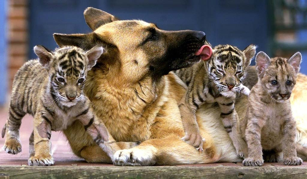 AnimalOddCouples 21 Самые странные парочки животных
