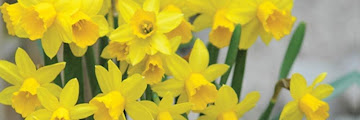 Yellow Flowers That Grow From Bulbs : Fritillaria Pudica Yellow Bells Wildflowers Of The Pacific Northwest Wild Flowers Bulb Flowers Woodland Flowers / By planting varieties with different bloom times, you can have tulips blooming from early to late spring.