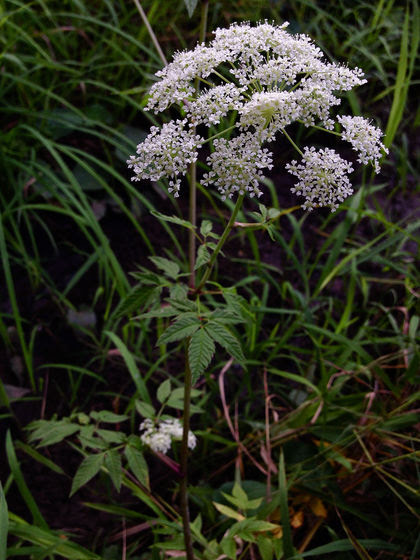 Cicuta maculata Water Hemlock.jpg