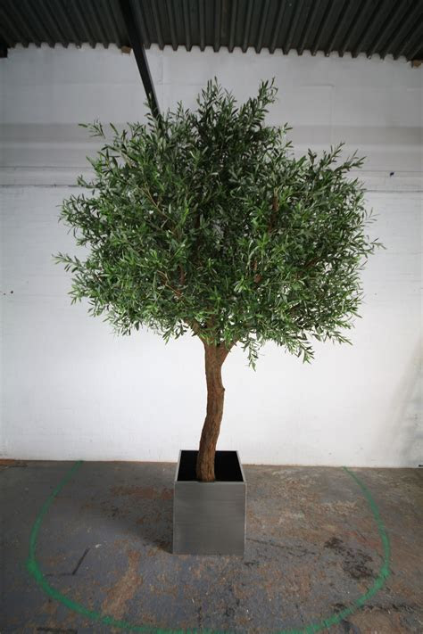Josh clark the genetic comparison of organisms provided by phylogeny has revealed a serious obstacle to tracing the tree of life back to the single common ancestor that earlier biologists couldn't see. plantART - Large Artificial Olive Trees, Branches, Leaves