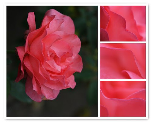 waves of pink perfume... by @ires