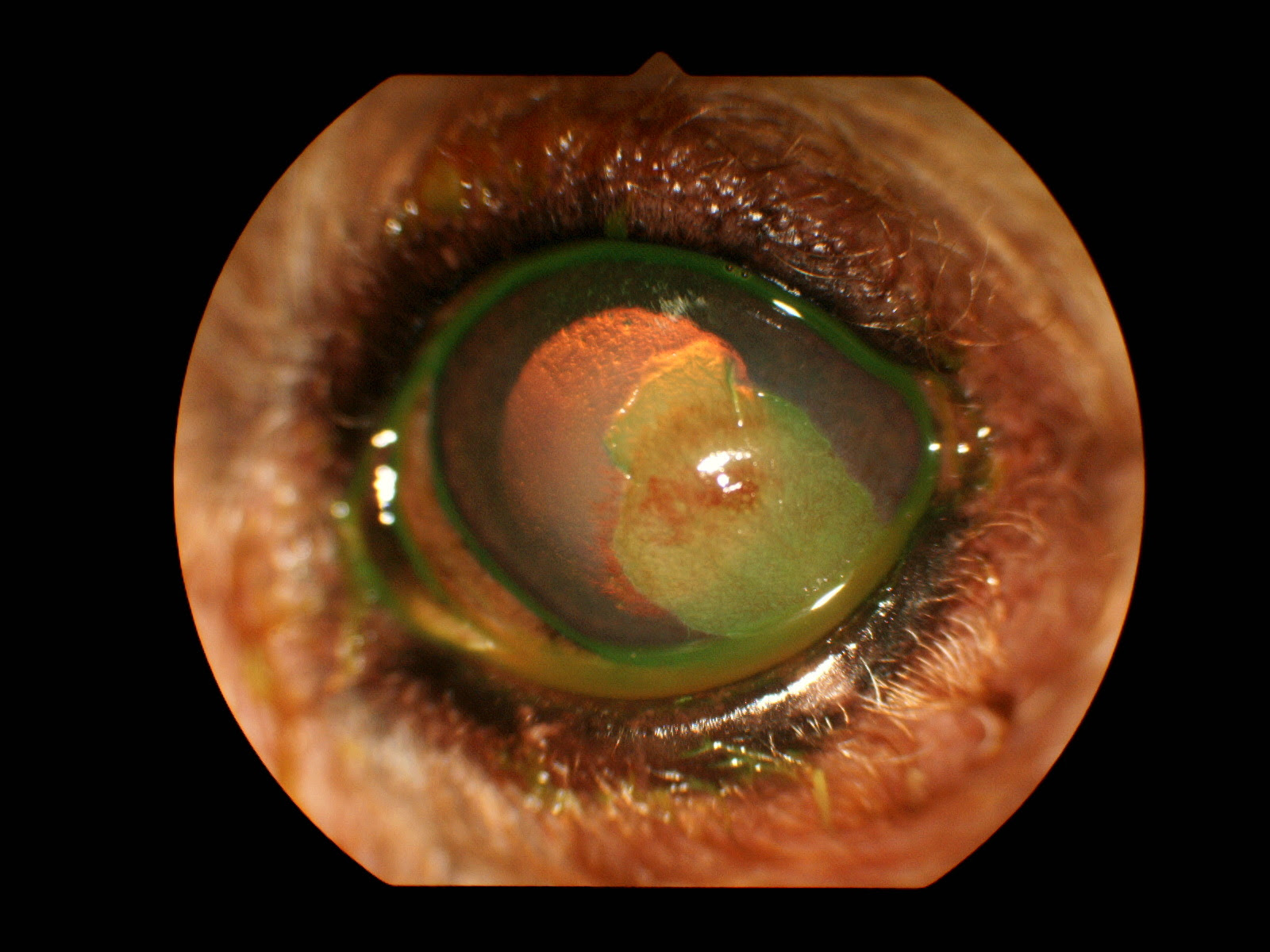 藤沢の辻堂駅にあるりほの動物病院の症例ブログです