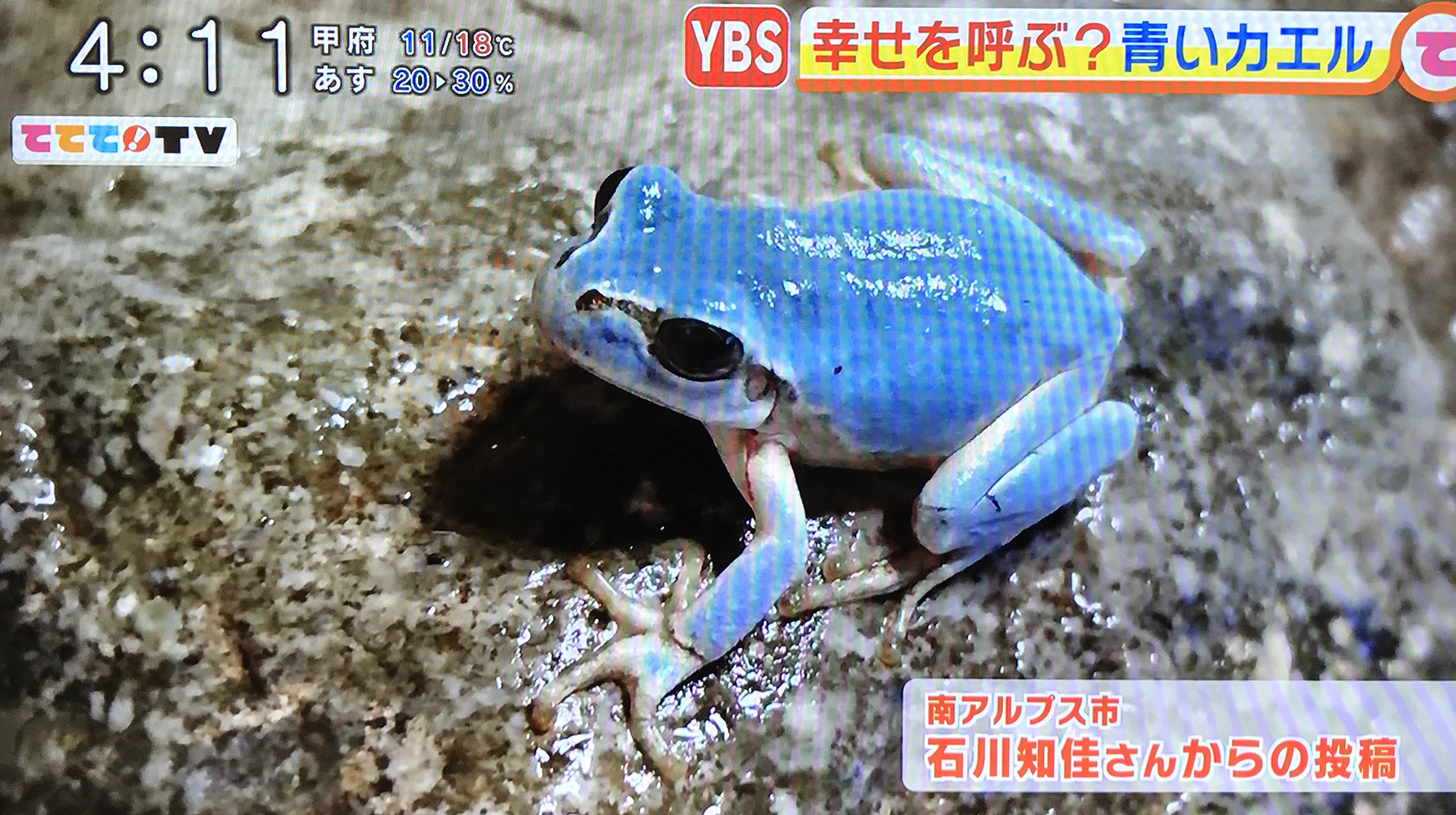 10月21日 水 Ybs ててて Tv にて水色のカエルが紹介されました 株式会社桔梗屋