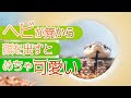 √無料でダウンロード！ 蛇 可愛い顔 225026-蛇 可愛い顔