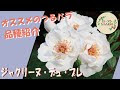 [無料ダウンロード！ √] ��薇 ジャクリーヌデュプレ 725341-薔薇 ジャクリーヌデ���プレ 育て方