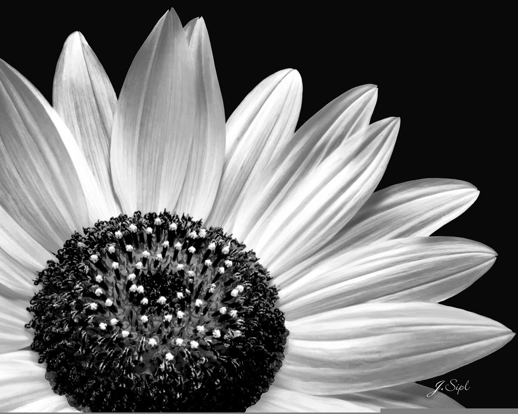 Free Free 312 Flower Clipart Sunflower Svg Black And White SVG PNG EPS DXF File