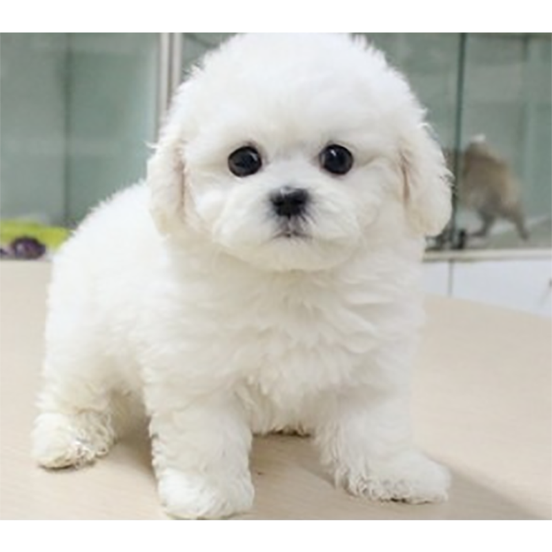 梦茜儿 纯种比熊幼犬活体宠物狗狗法国卷毛比熊犬双血统精品白色比熊小体玩具型茶杯犬标比熊可视频可选报价 参数 图片 视频 怎么样 问答 苏宁易购
