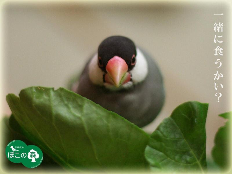 文鳥正面顔携帯待ち受け 待ち受け画面プレゼント ようこそ とりみカフェ 鳥カフェでの出来事や鳥写真