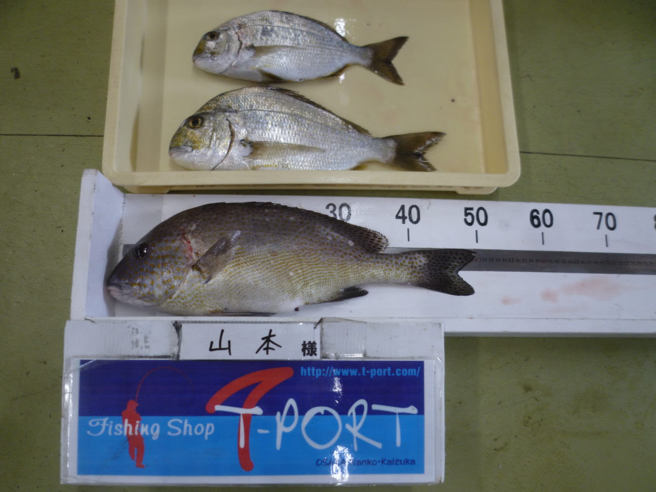 投げ釣りでコロダイとヘダイ フィッシングｔポート 大阪 南港 貝塚 千葉県木更津にある釣具店