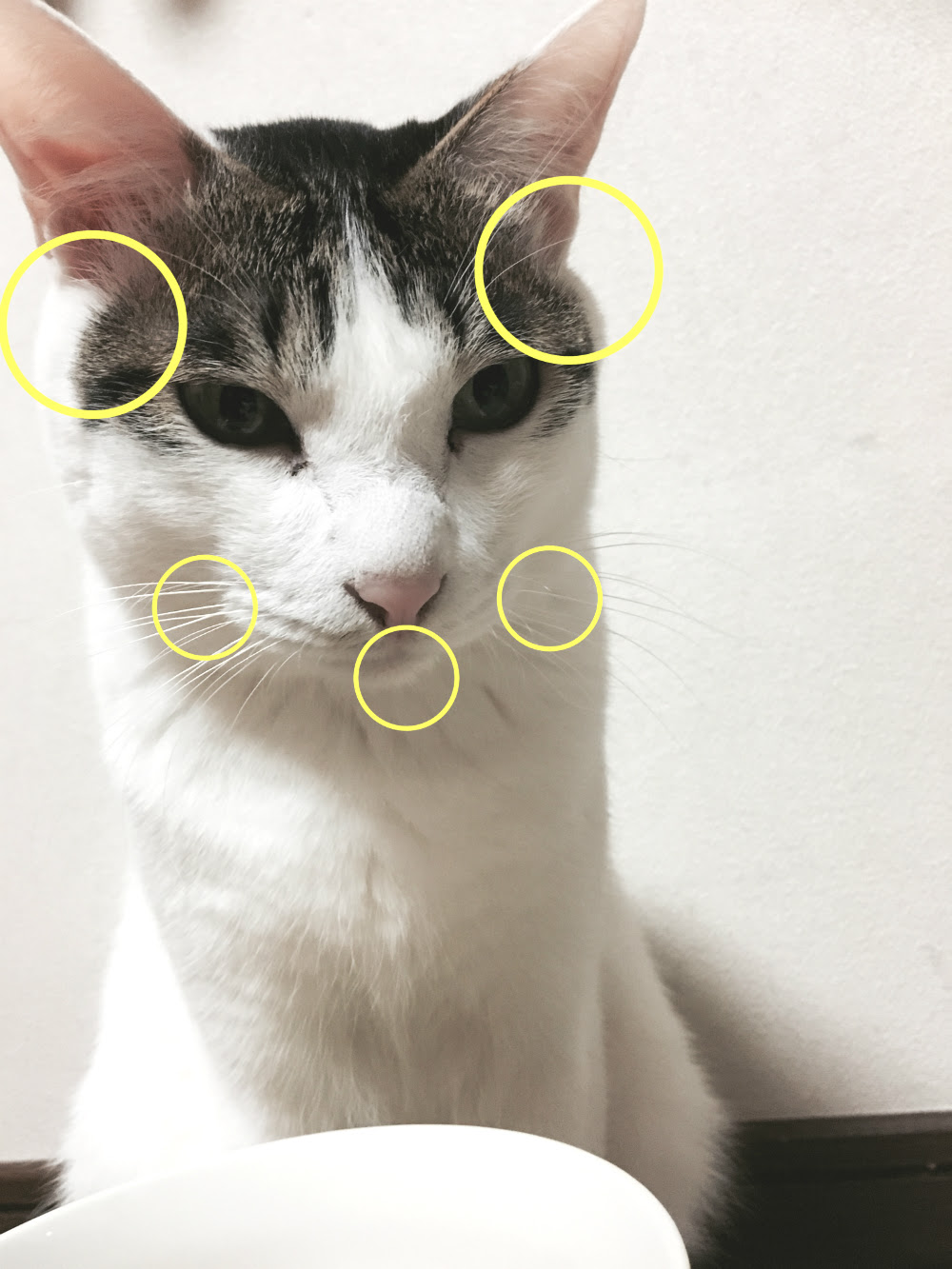 これってハゲ 猫の目の上から耳にかけての毛が薄い理由を大解説 猫の総合情報サイト ペットスマイルニュースforネコちゃん