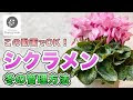 √100以上 シクラメン 水や��� 265882-シクラメン 水やり 夏