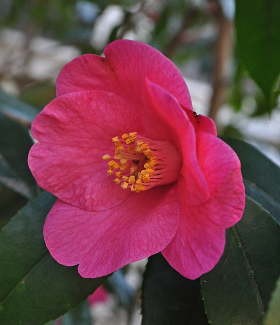 Camellia japonica 'Crimson Candles'