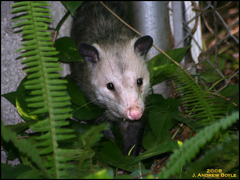 Possum
