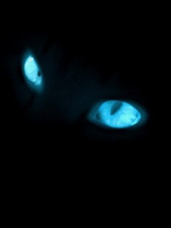 JW Animal Wallpaper