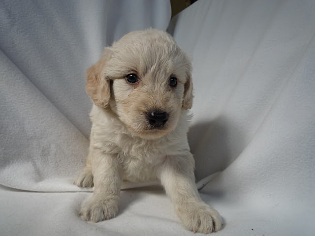 ゴールデンドゥードル Aw ブリーダーの子犬 子猫販売 Angelwan