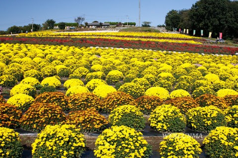 あかぼり小菊の里 伊勢崎市 群馬県の観光スポット 旅行 温泉 地域情報 Web群馬