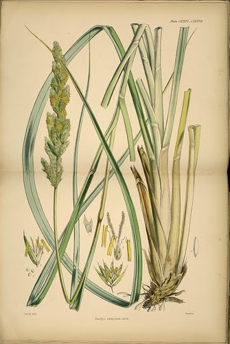 Dactylis caespitosa Forst.