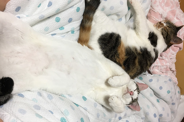 猫がお腹を見せる本当の理由５つ お腹を撫でる時はここに注意