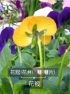 花被とは