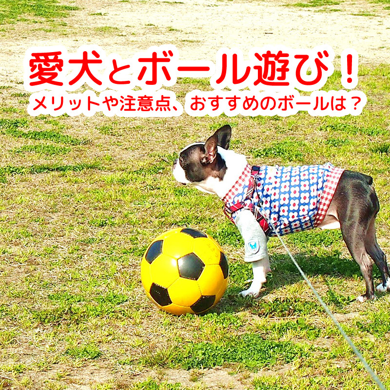愛犬とボール遊び メリットや注意点 おすすめのボールは