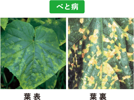 きゅうりの べと病 褐斑病 病害防除 虎の巻 ダコニール1000