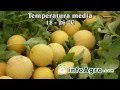 Cultivo del melón. 1ª parte