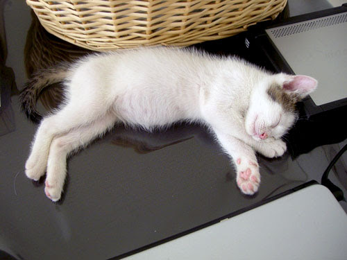 子猫ちゃん 生後2ヶ月になりました みーちゃん爪切りに行きました 保護猫ちゃん その1