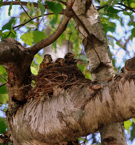 Robins 4