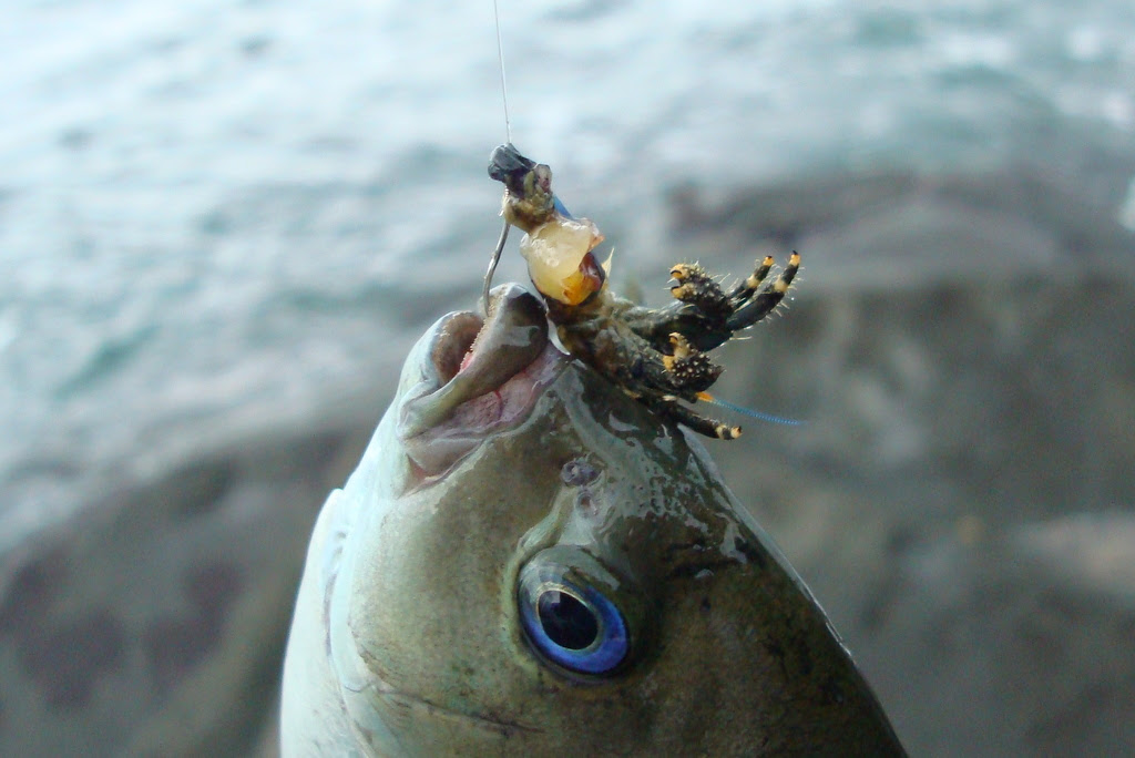 ヤドカリを餌に釣れたのは 別冊シーガルハウス 旬をおいしく 採 獲 摂る