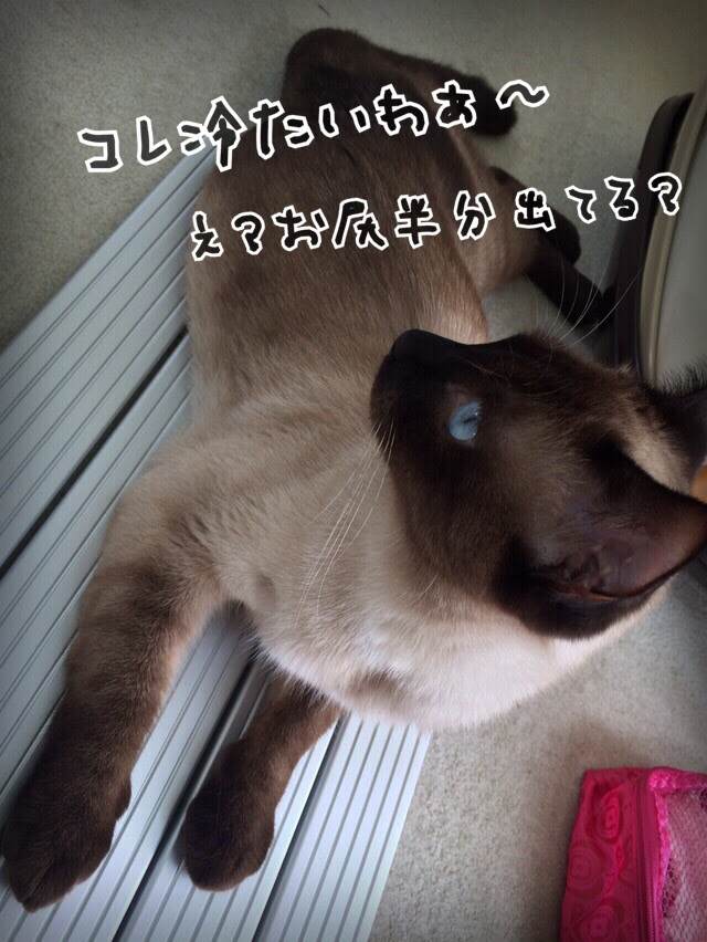 ネコちゃんも危険 猫の熱中症と暑さ対策 真夏の閉め切った室内は要注意 大垣南どうぶつ病院