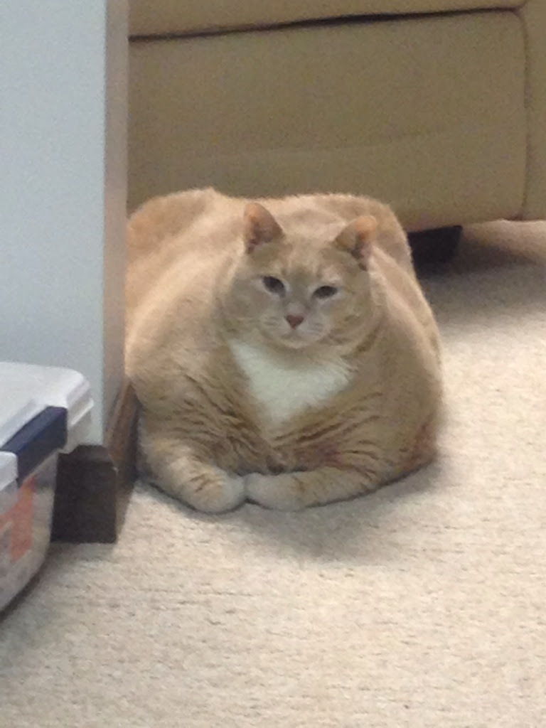  Extremely  fat  cat  x post from r pics photoshopbattles