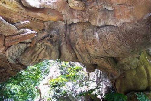 Dont miss these picz Animal Tree amazing