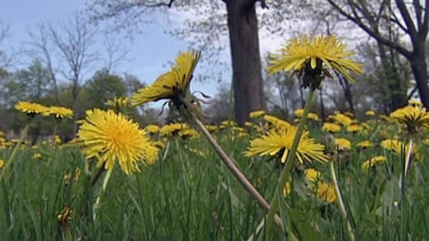 Researchers hope to test dandelion tea on patients at a Windsor, Ont., cancer clinic after it was found the roots killed cancer cells in the lab.