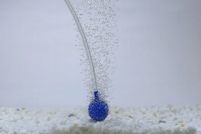 新製品 サカナたちよ酸素をいっぱい取り込みたまえ Kotobukiのエアストーンに新ラインナップ キワメテ 水族館