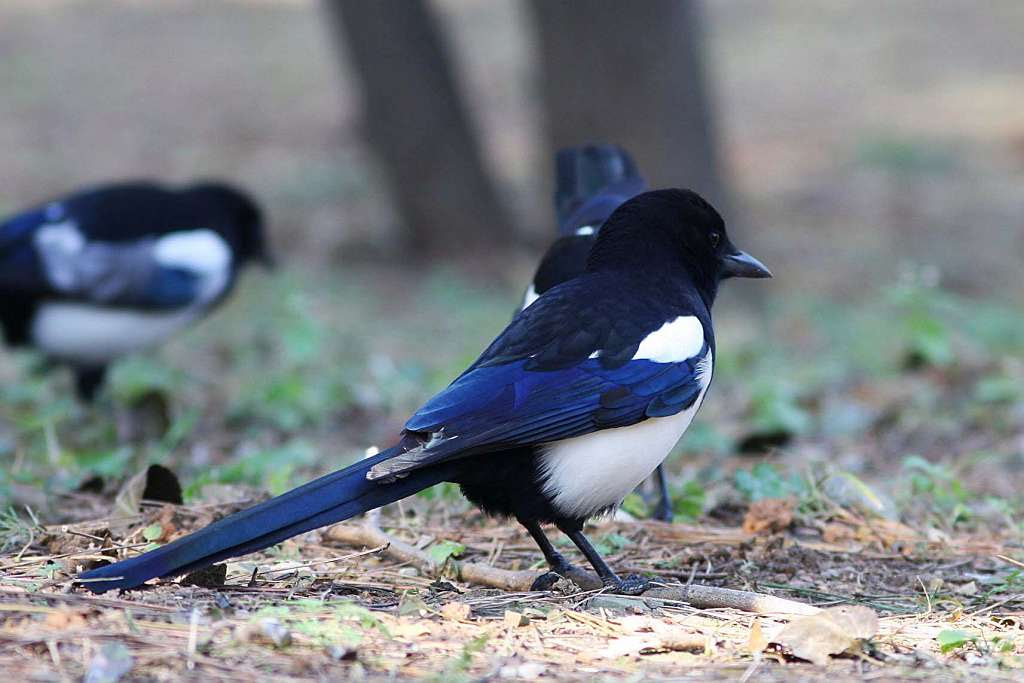 中国大連の鳥 01 望遠狂の鳥見日記