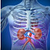 Are The Kidneys Located Inside Of The Rib Cage / The Adrenal Glands Location Structure Teachmeanatomy : The rib cage merges into the player, instead of being pierced into them like the mysterious arrow.